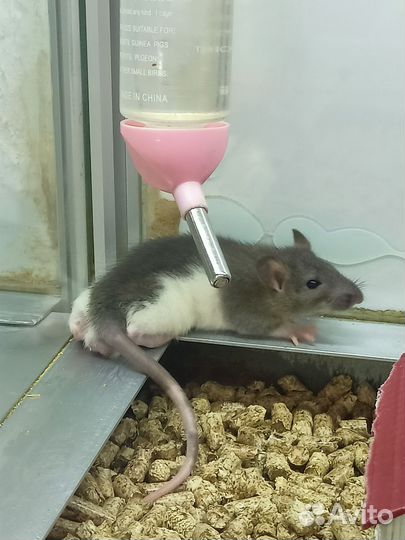 Крысы декоративные