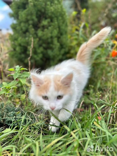 Кошка в дар бесплатно