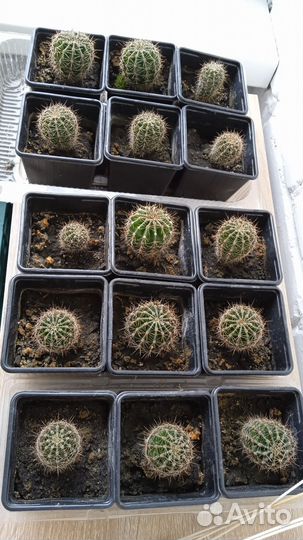Кактус Эхинопсис полуобнаженный