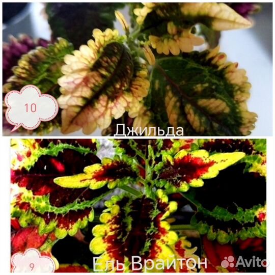 Колеусы срезы и укорененные черенки