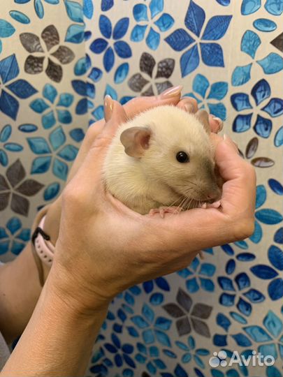 Крысята дамбо