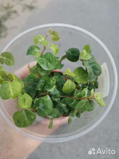 Пумила триколор вишес,Керли,Сноуфлэйк,Дуболистны