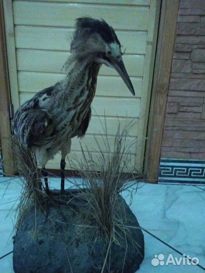 Чучела разные