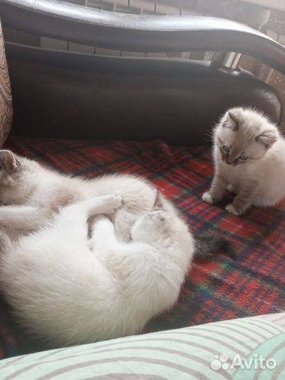 Тайская кошка