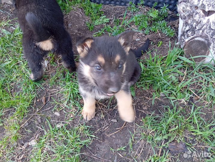 Щенки немецкой овчарки