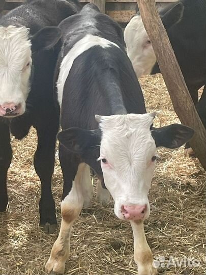 Быки от 4 до 8 месяцев