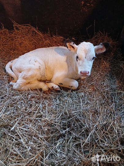 Продам теленка (бычок)