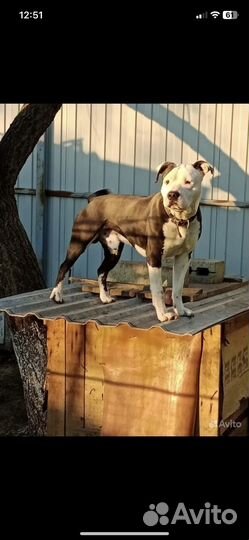 Щенки питбуля бронь