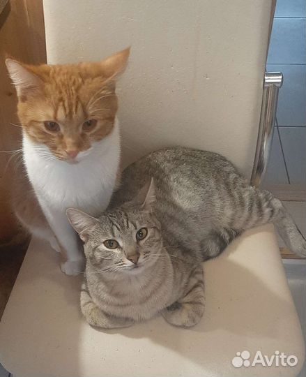 Один-серый, другой-рыжий