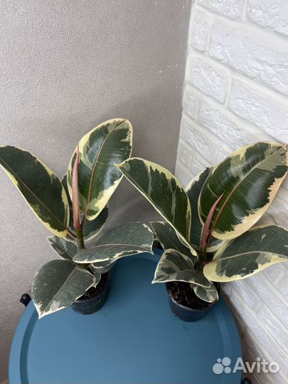 Фикус эластика тинеке комнатные цветы