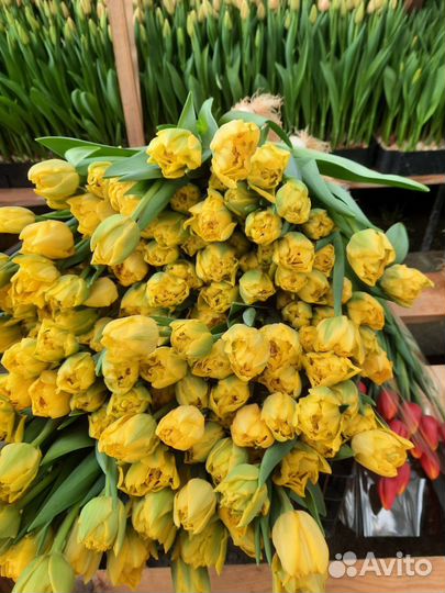 Тюльпаны к 8 марта