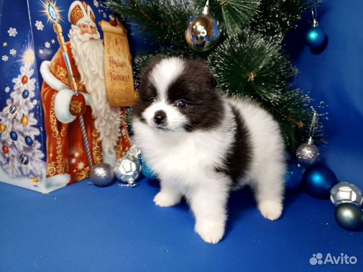 Щенки Шпица мини мишка