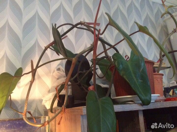 Эписиция и др домашние цветы