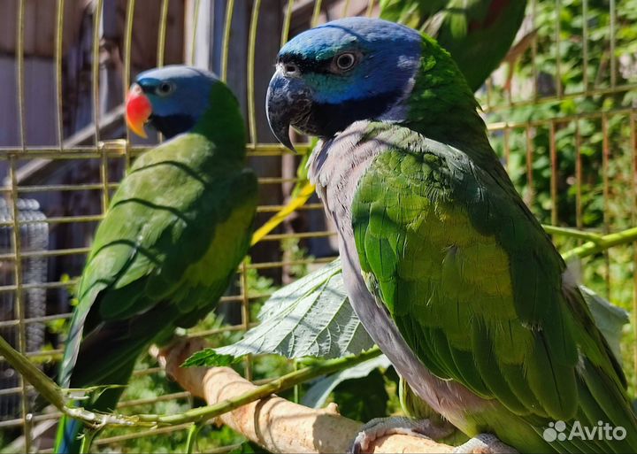 Китайский кольчатый попугай пара для разведения