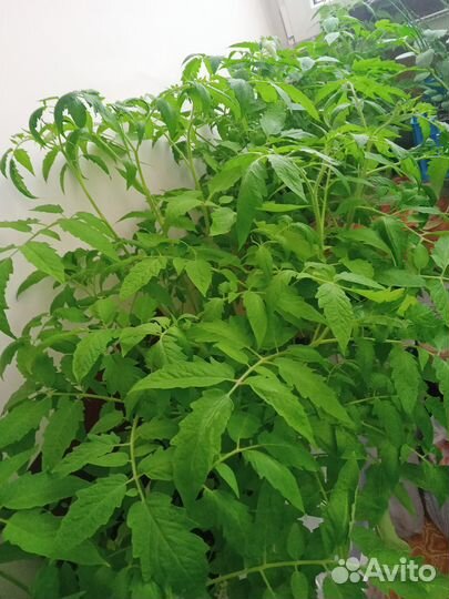 Рассада помидор,сорта:Малиновые,Бычье сердце