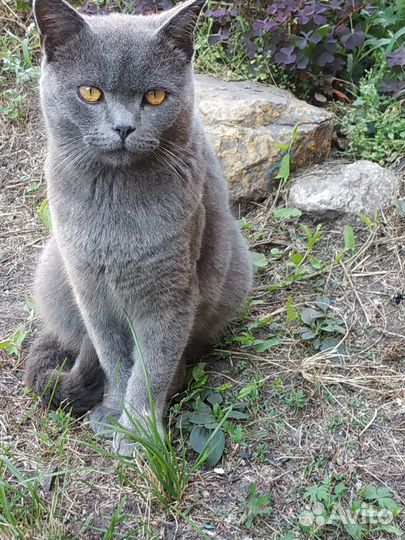 Котик ищет свой дом