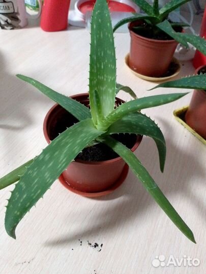 Алоэ вера (столетник)