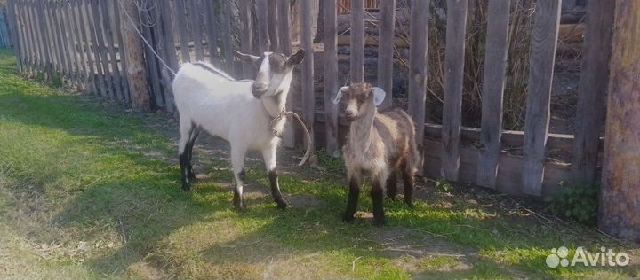 Козел альпийский