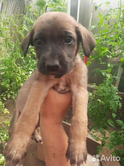 Отдам щенков