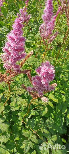 Многолетники садовые Астильба