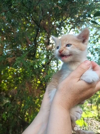 Котята бесплатно