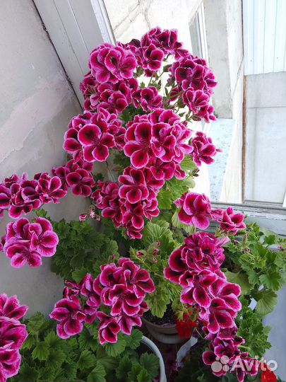 Королевская пеларгония Империал