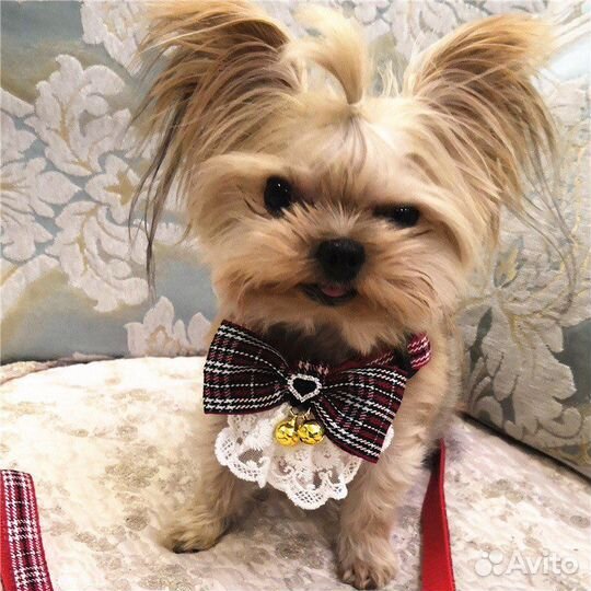 Одежда и аксессуары для собак