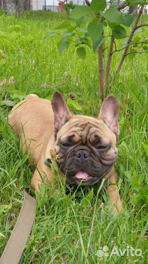 Вязка французский бульдог