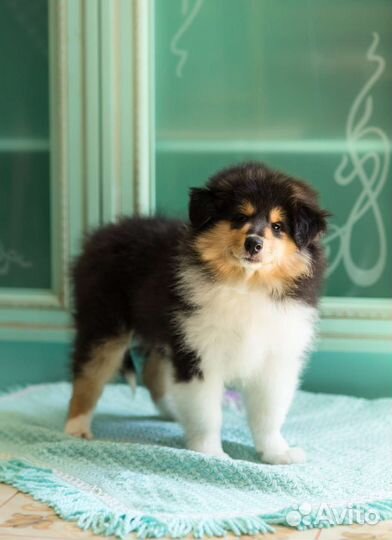 Колли длинношерстный щенки