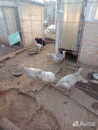 Индюшки домашние