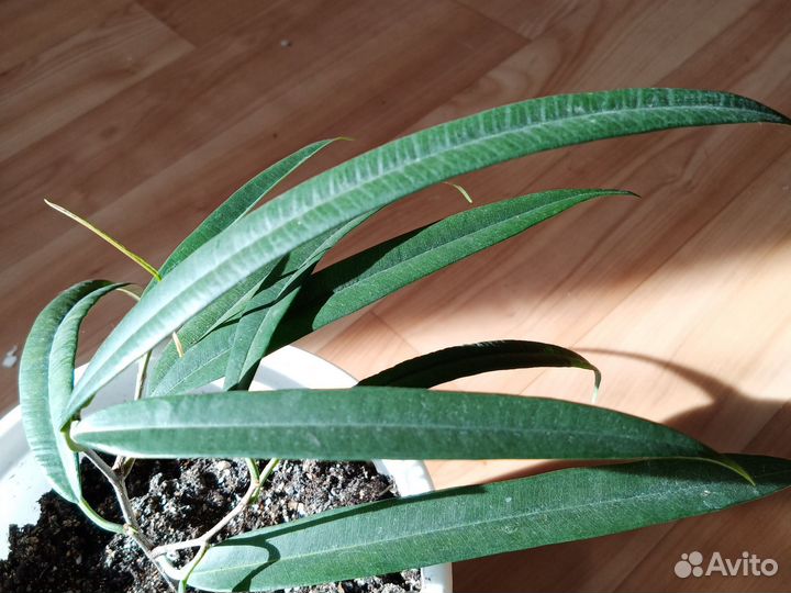 Комнатный цветок Фикус Али