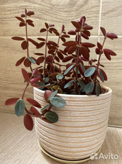 Комнатные растения,пеперомии разные