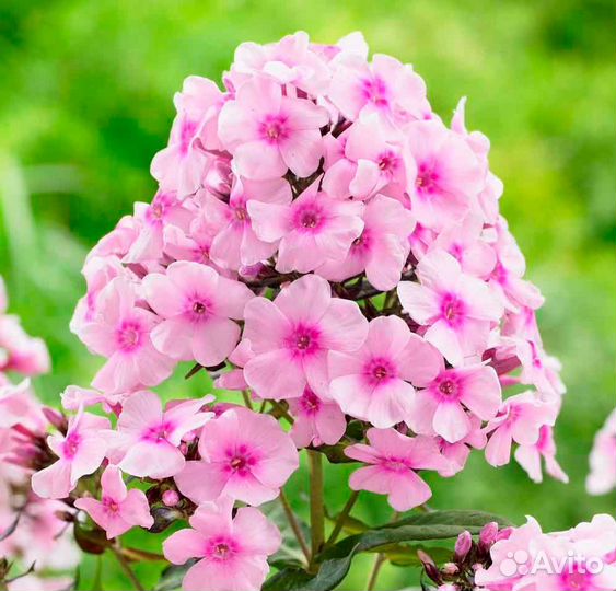 Флокс многолетний