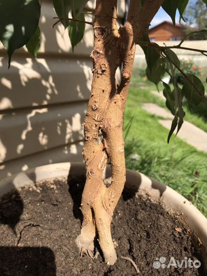 Фикус бенджамина большой