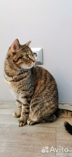 Ищем добрые руки кошечке Сонечке
