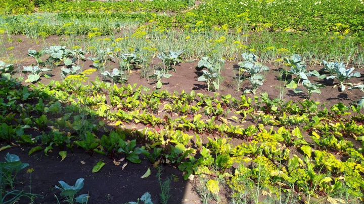 Дом 56 м² на участке 11 сот.