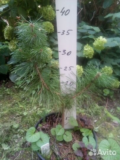 Кедр сибирский саженцы