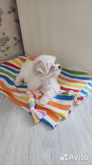 Мальтийская болонка (Мальтезе)