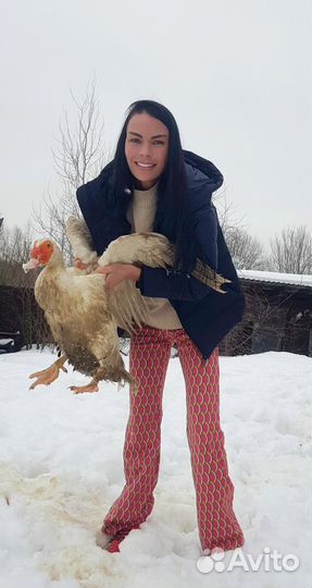 Индоутка мускусная утка яйцо