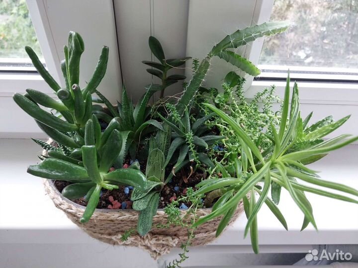 Минисадики