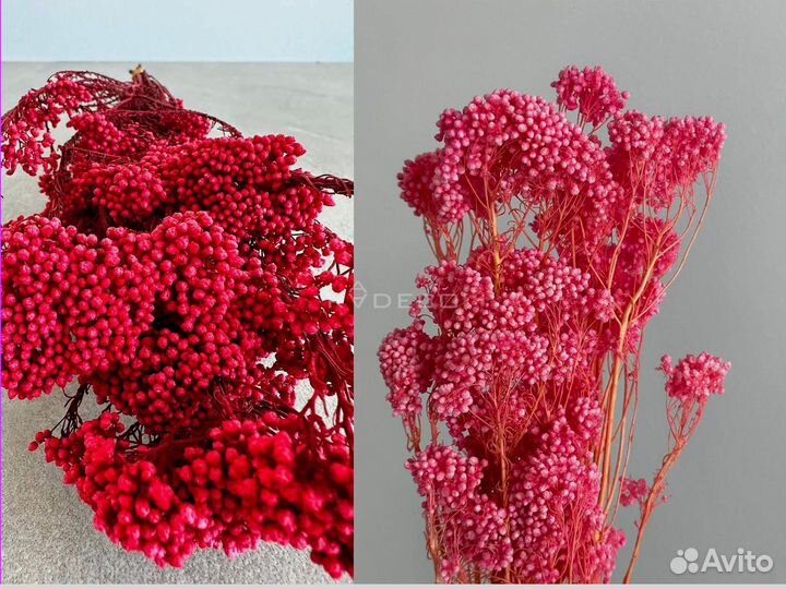 Стабилизированные растения и сухоцветы