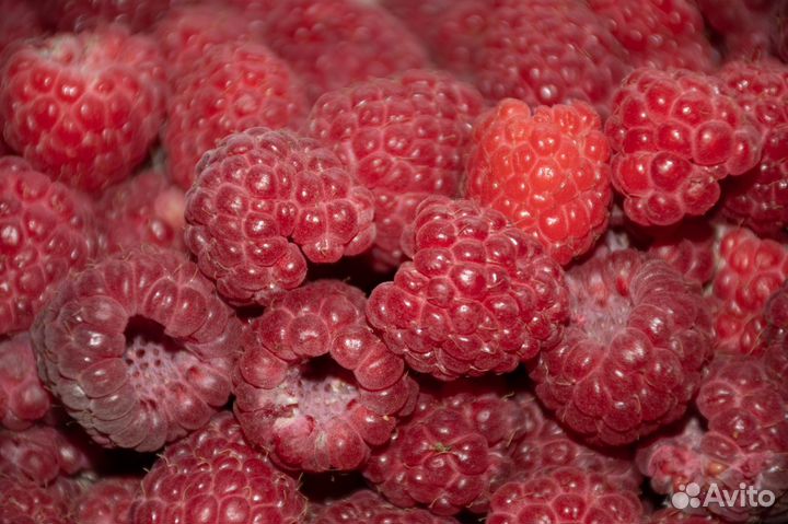 Саженцы малины (остатки, 5 сортов)