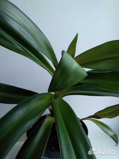 Традесканция рео