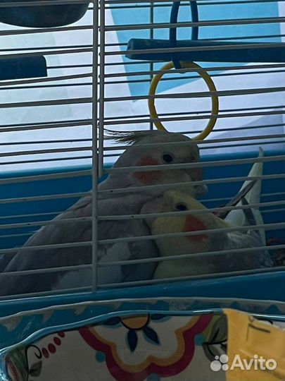 Попугай корелла ручной, две девочки