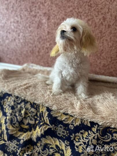 Кавашон девочка