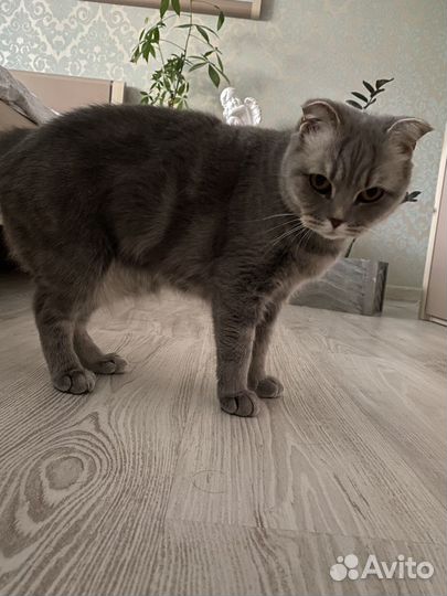 Британская кошка