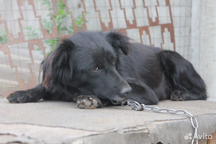 Собака в добрые руки