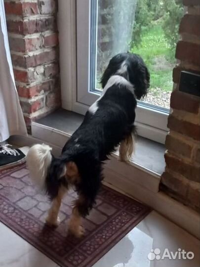 Кавалер Кинг чарльз спаниель вязка