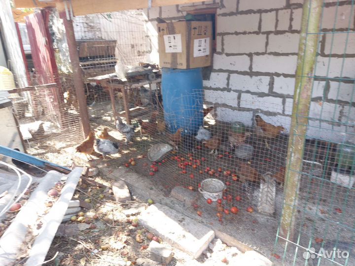 Цыплята подрощенные