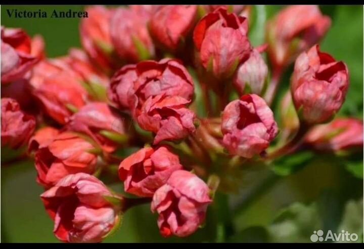 Тюльпановидная герань